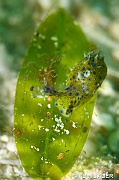 Oxynoe viridis Oxynoe verte - Elysie orange a tache bleu Halophila -Liwutonkidi Jetty beach-19m-20180604-Denis-ADER-DSC_4132_tn